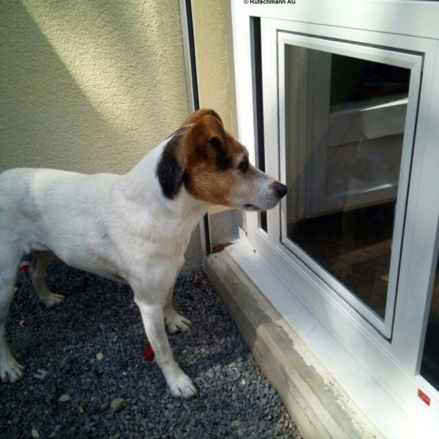 Sonderlösungen 8 Hundeklappe 1
